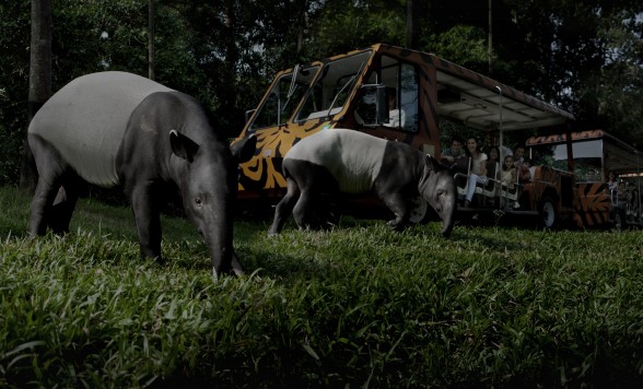 どきどきナイトサファリ （日本語音声トラム乗車付き）｜現地集合・解散プラン